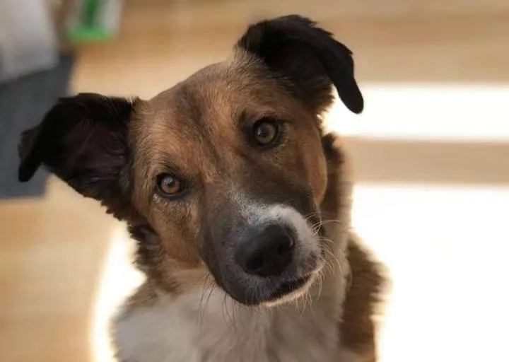 caine