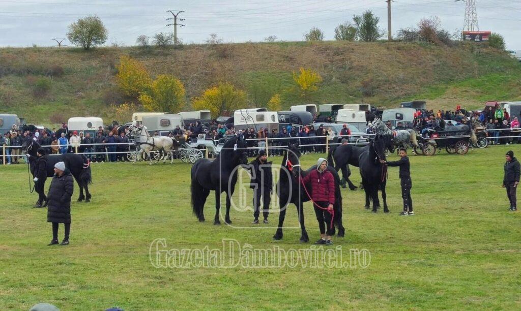show ecvestru viisoara dambovita (4)