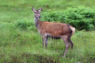 red deer (cervus elaphus) hind