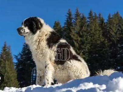 ciobanesc de bucovina