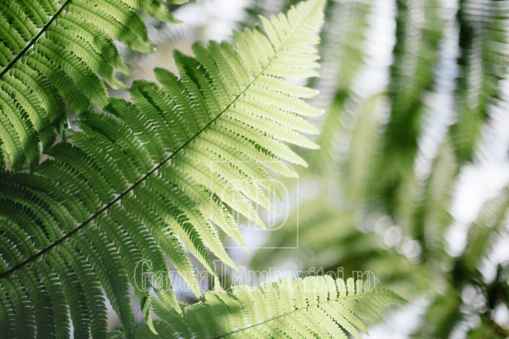 ferigaingradina elegantadiscretaaspatiilorumbrite1