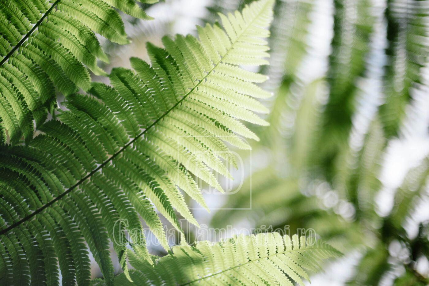 ferigaingradina elegantadiscretaaspatiilorumbrite1