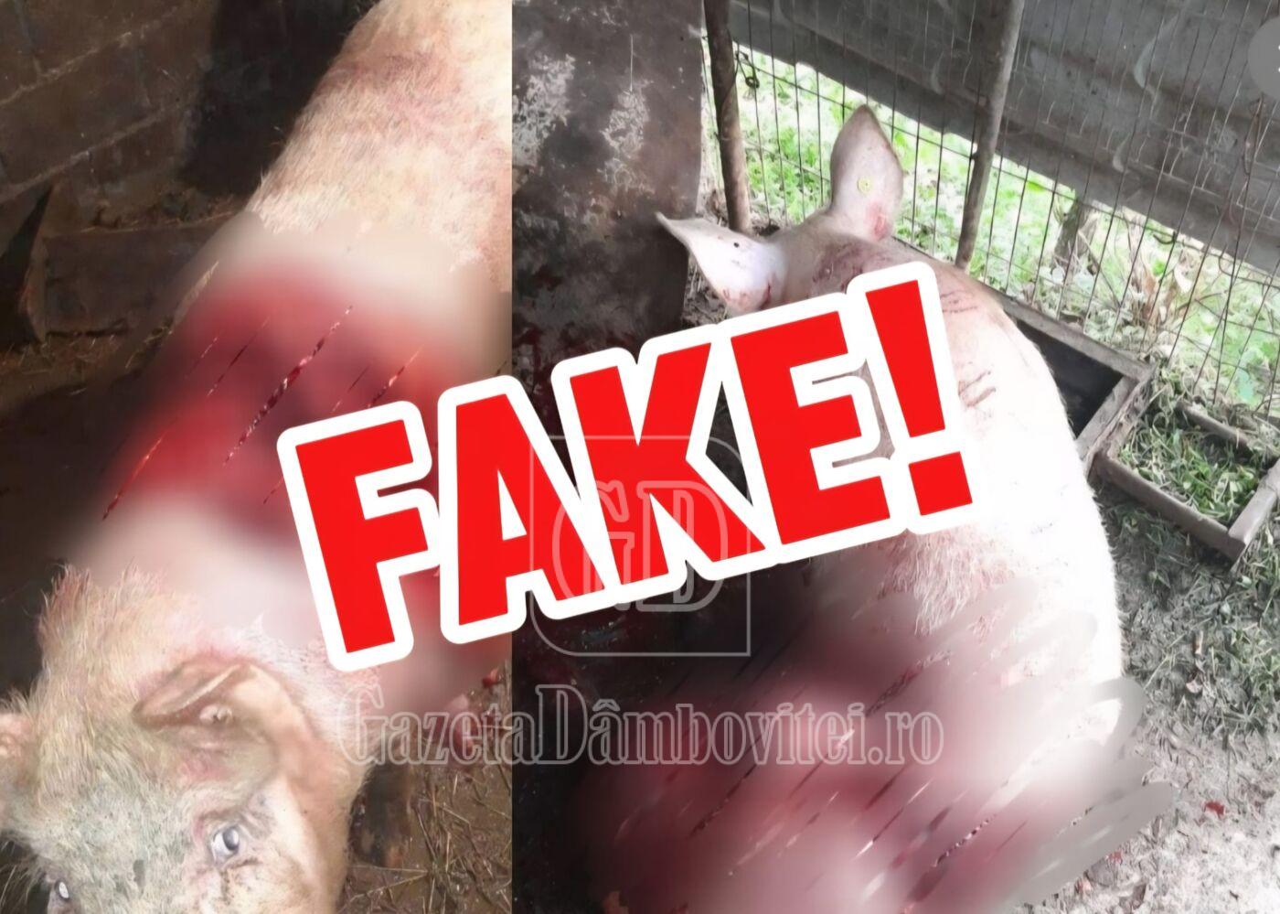 atac ursi fake
