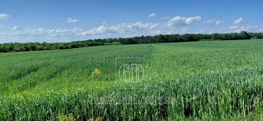 teren agricol