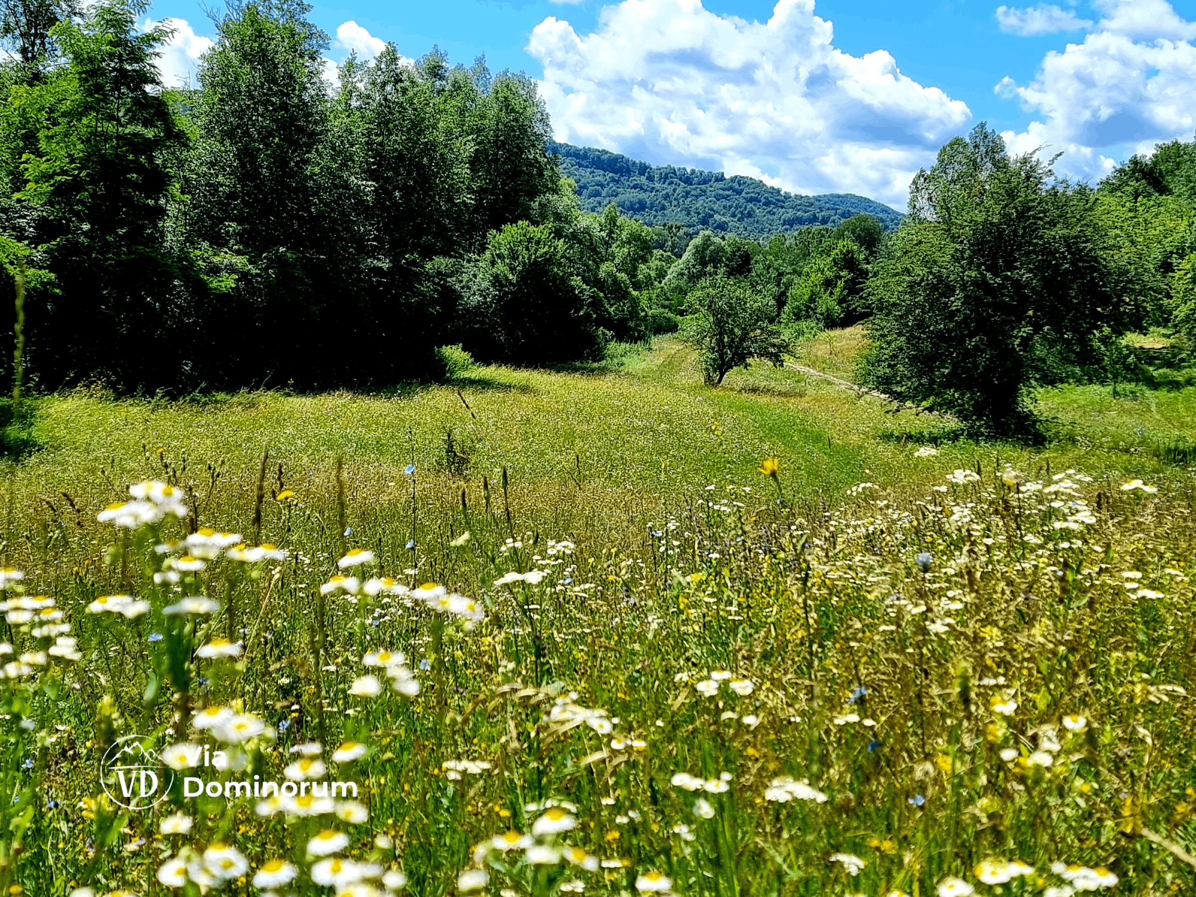 via dominorum, pajiste cu flori sălbatice în apropiere de vulcana băi, dambovita (1)