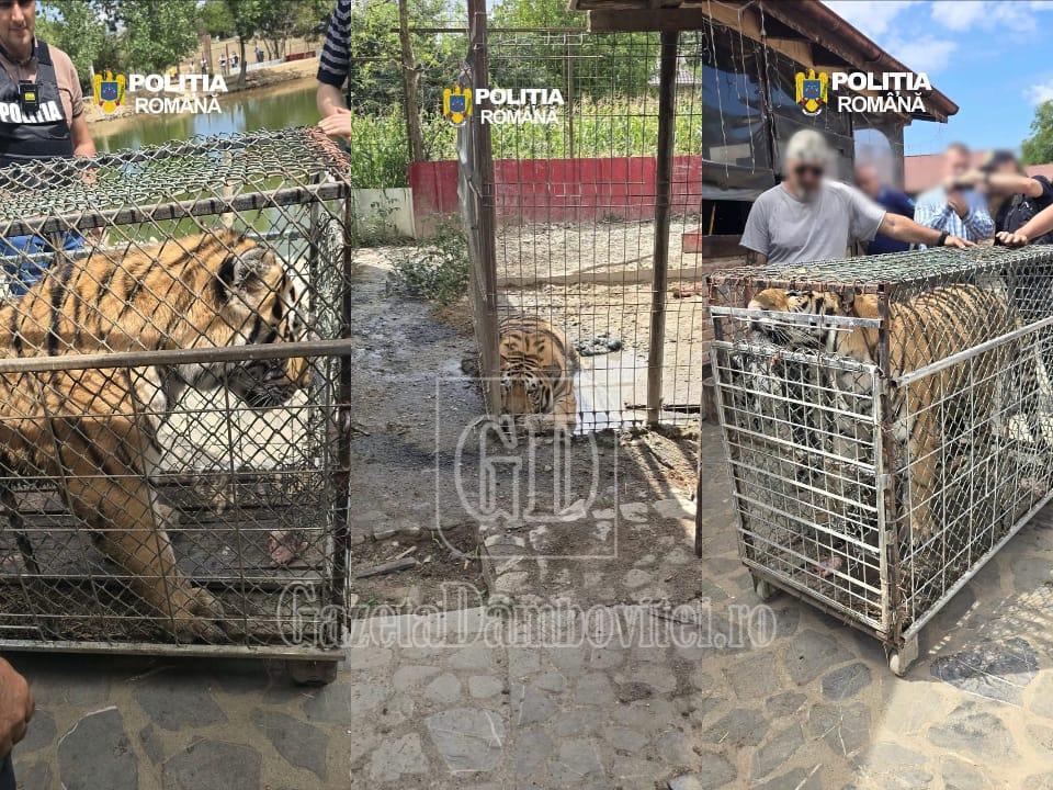animale salbatice picior de munte