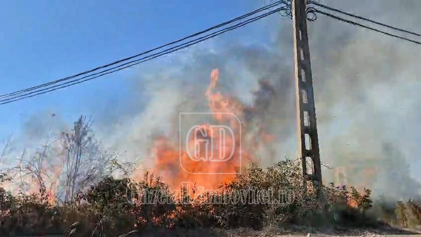 incendiu vegetatie 2