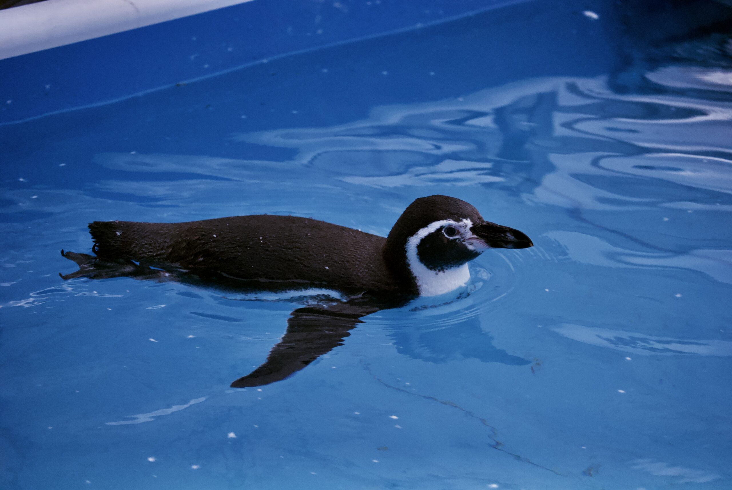 zoo park (16)