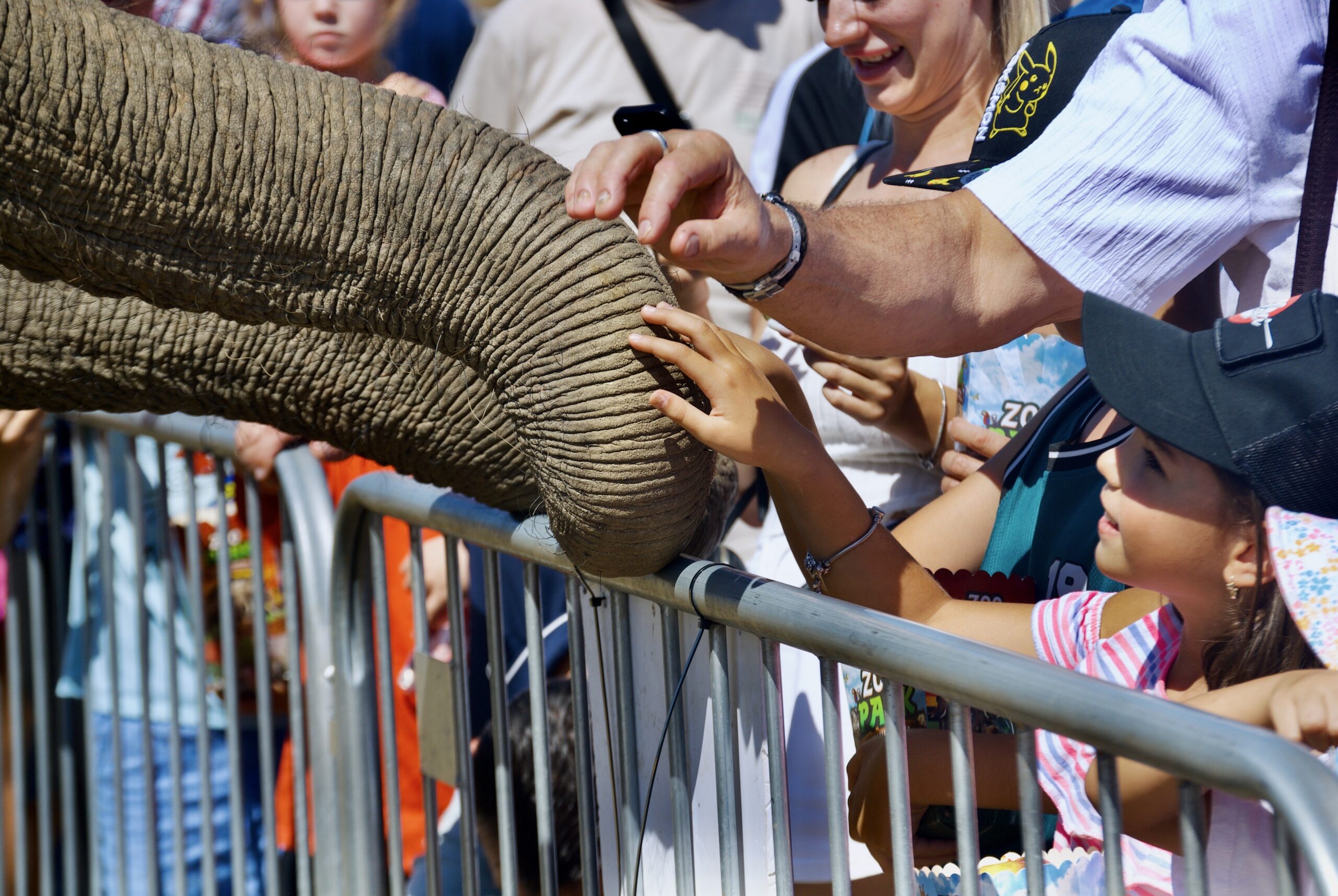 elefant